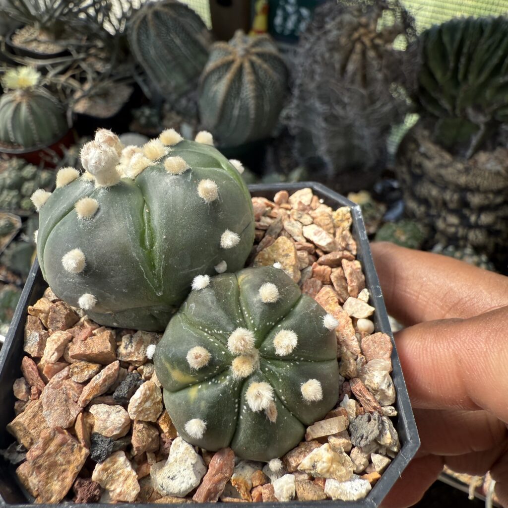 Astrophytum asterias 2 headed