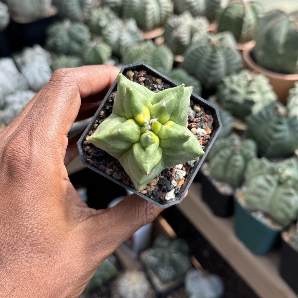 Astrophytum myriostigma cv. Kikko Kohyo