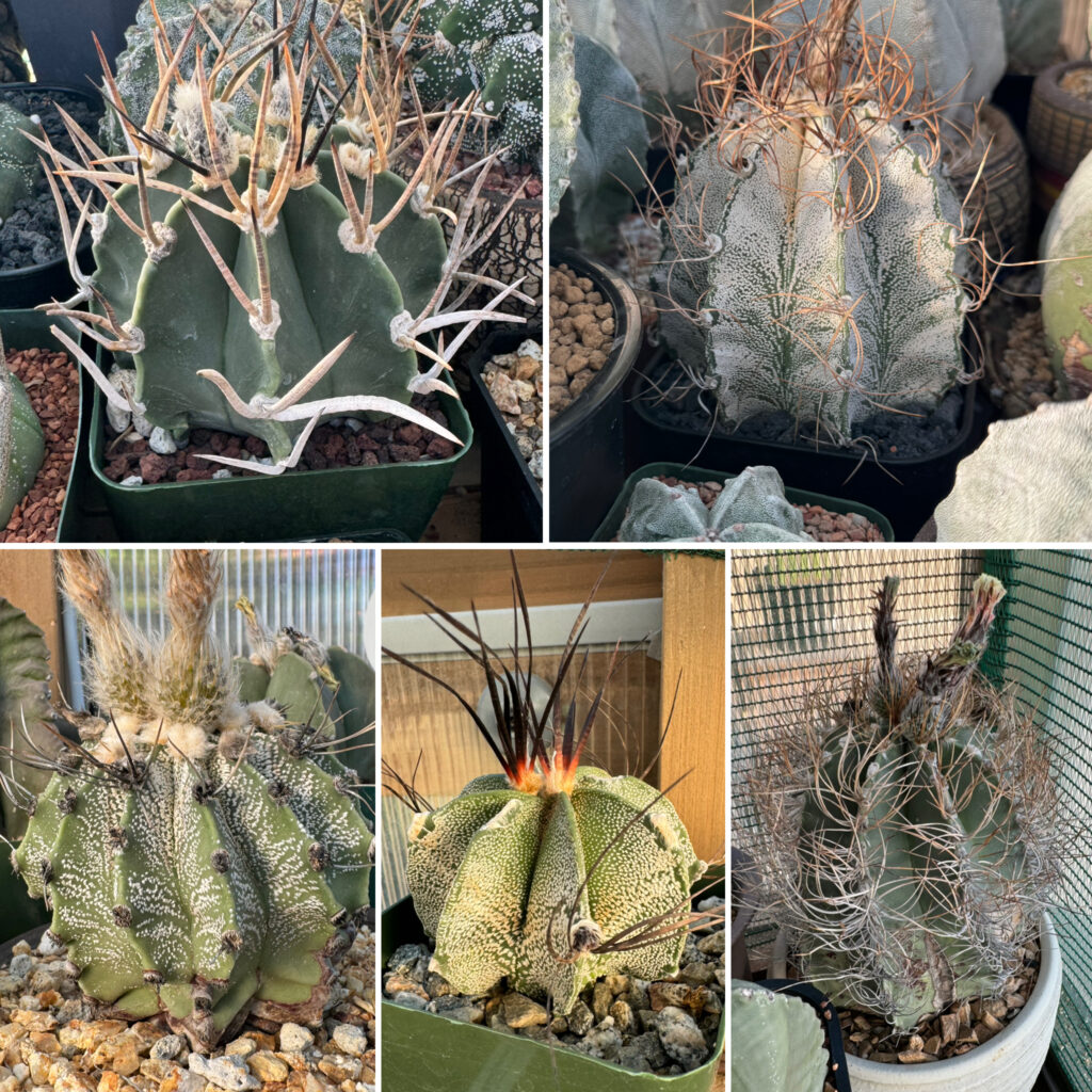 Astrophytum capricorne Mix 15+ Seeds