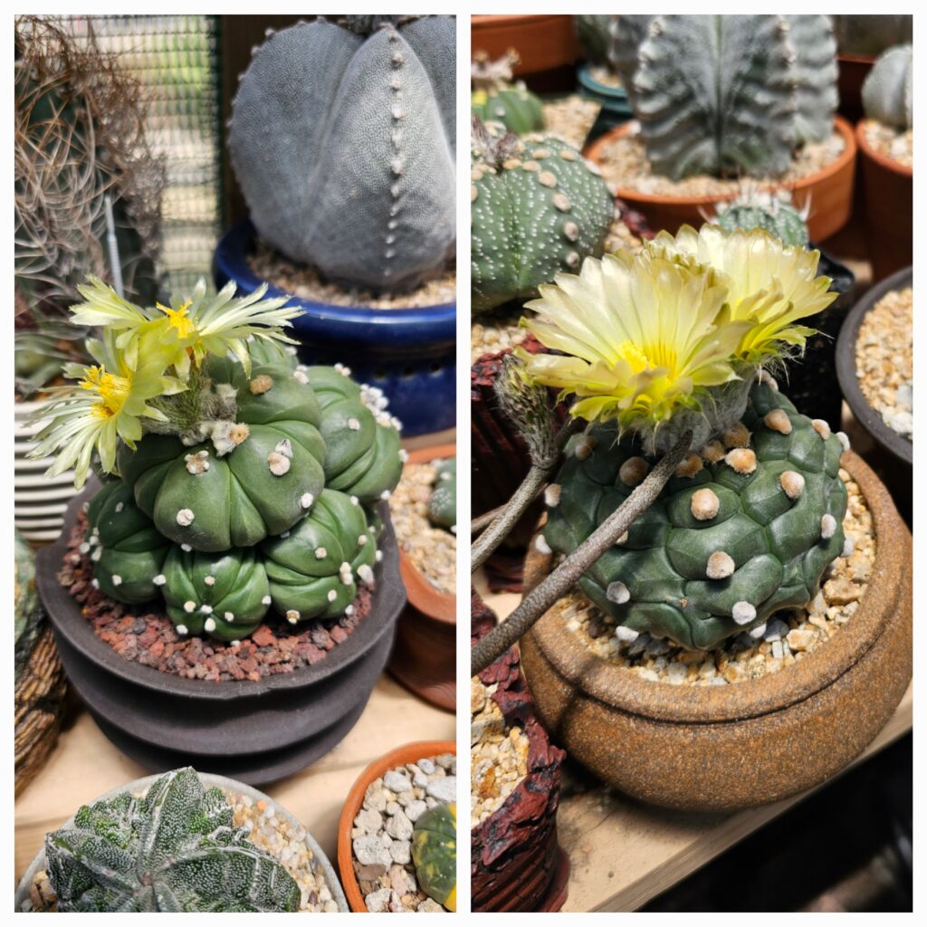 Astrophytum asterias cv. Fukuryu Kikko 10+ Seeds