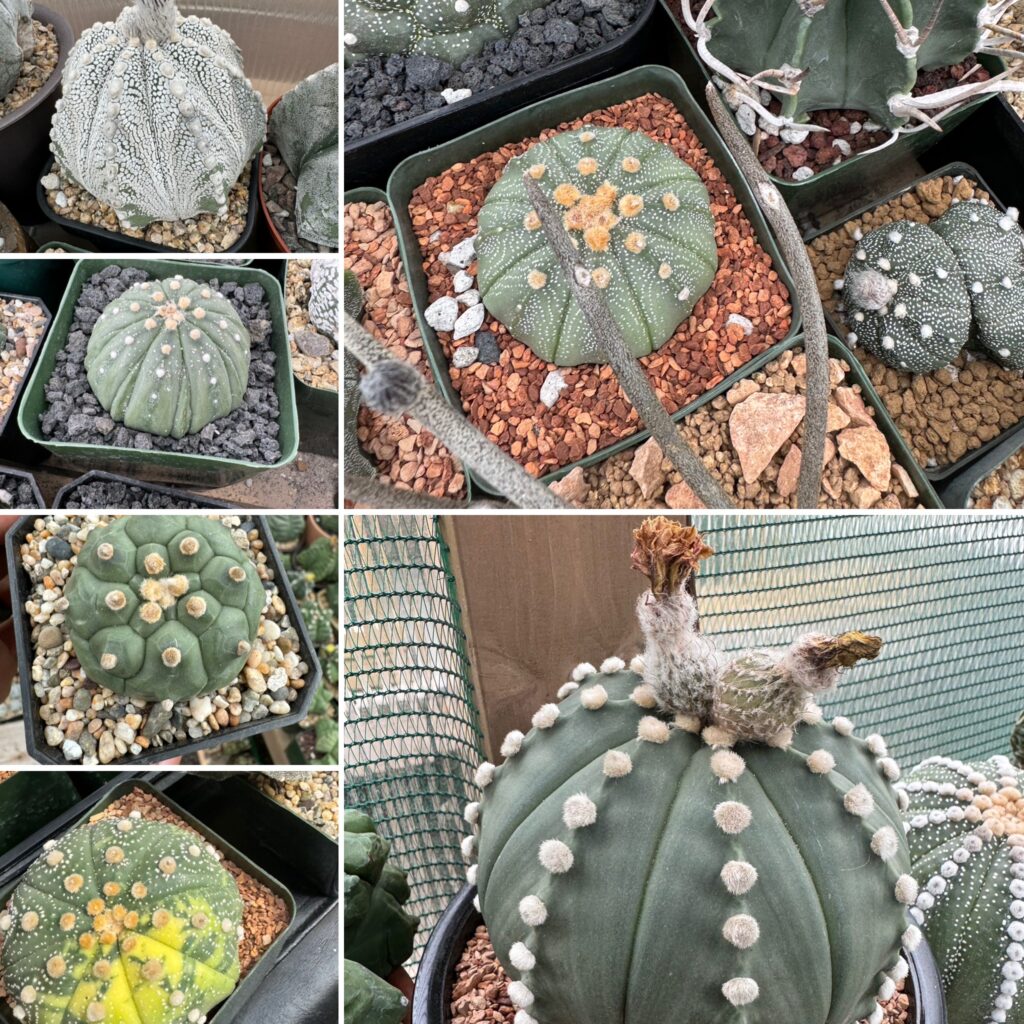 Astrophytum asterias Mix 20+ Seeds
