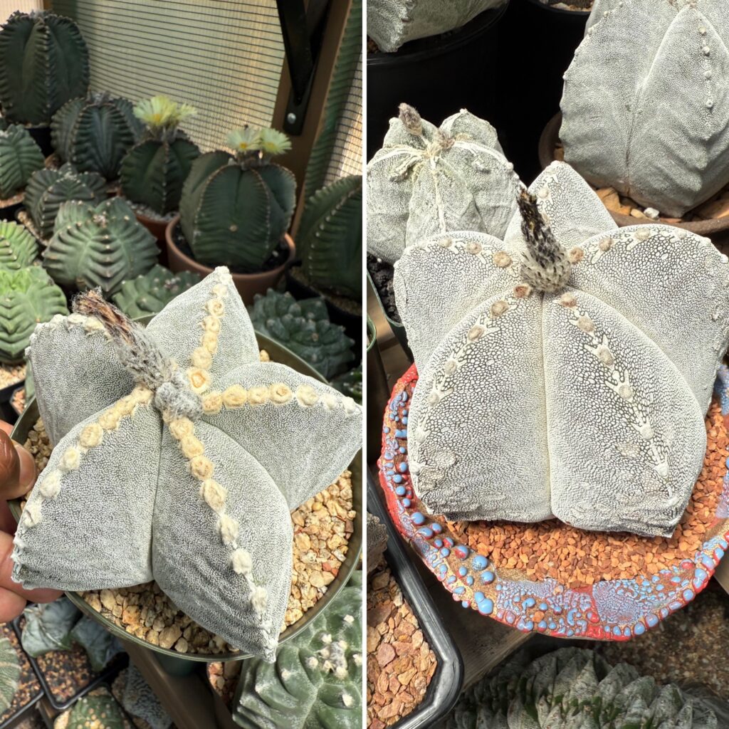 Astrophytum myriostigma Onzuka X Hakujo