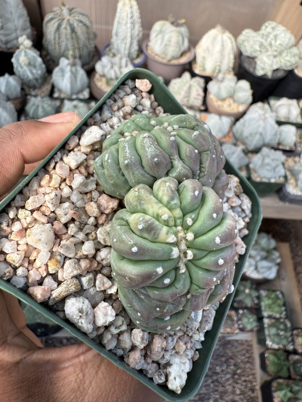 Astrophytum asterias cv. Kikko cristata Variegated - Image 2