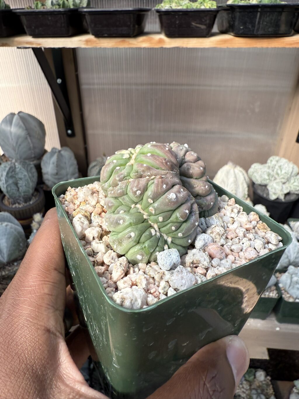 Astrophytum asterias cv. Kikko cristata Variegated - Image 3
