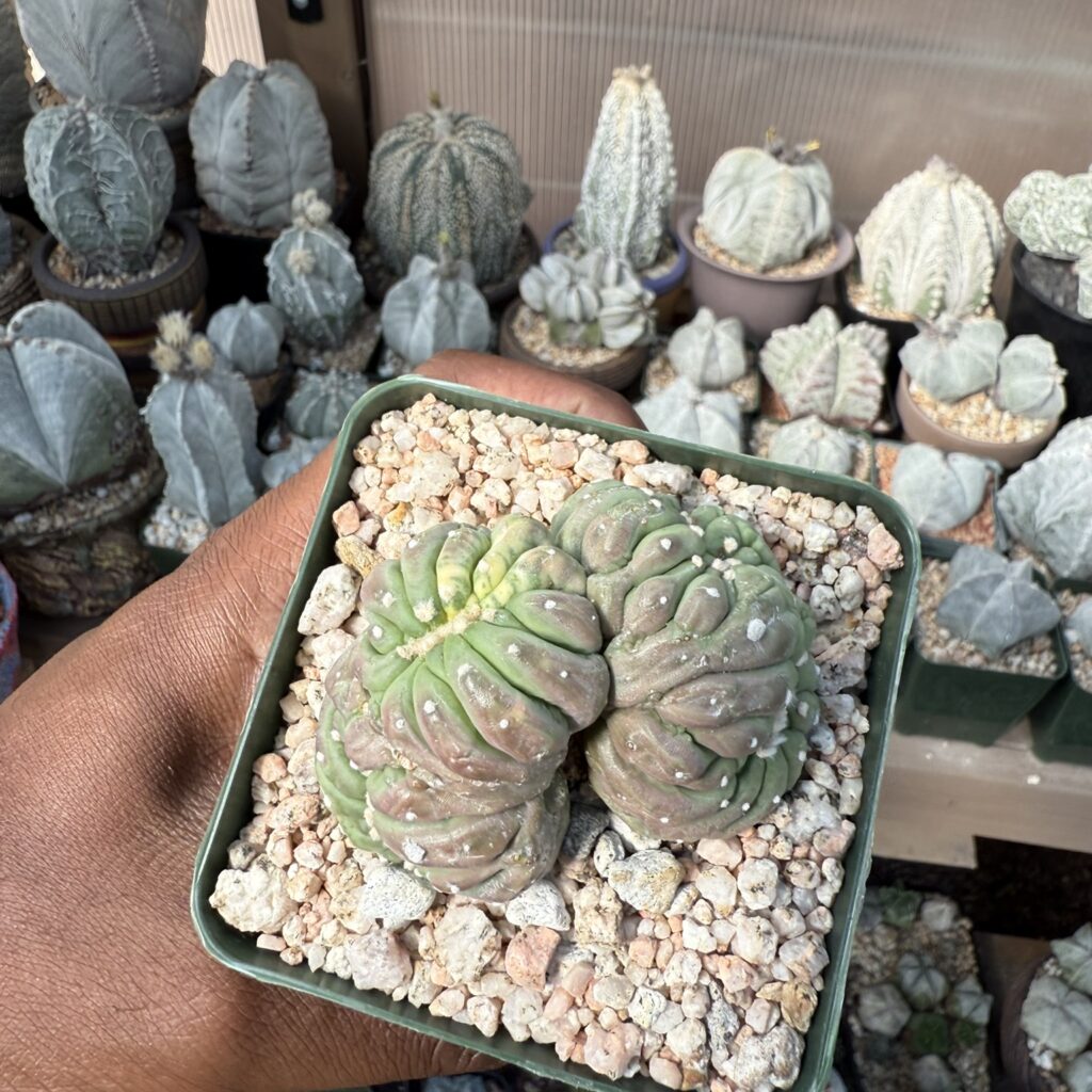 Astrophytum asterias cv. Kikko cristata Variegated