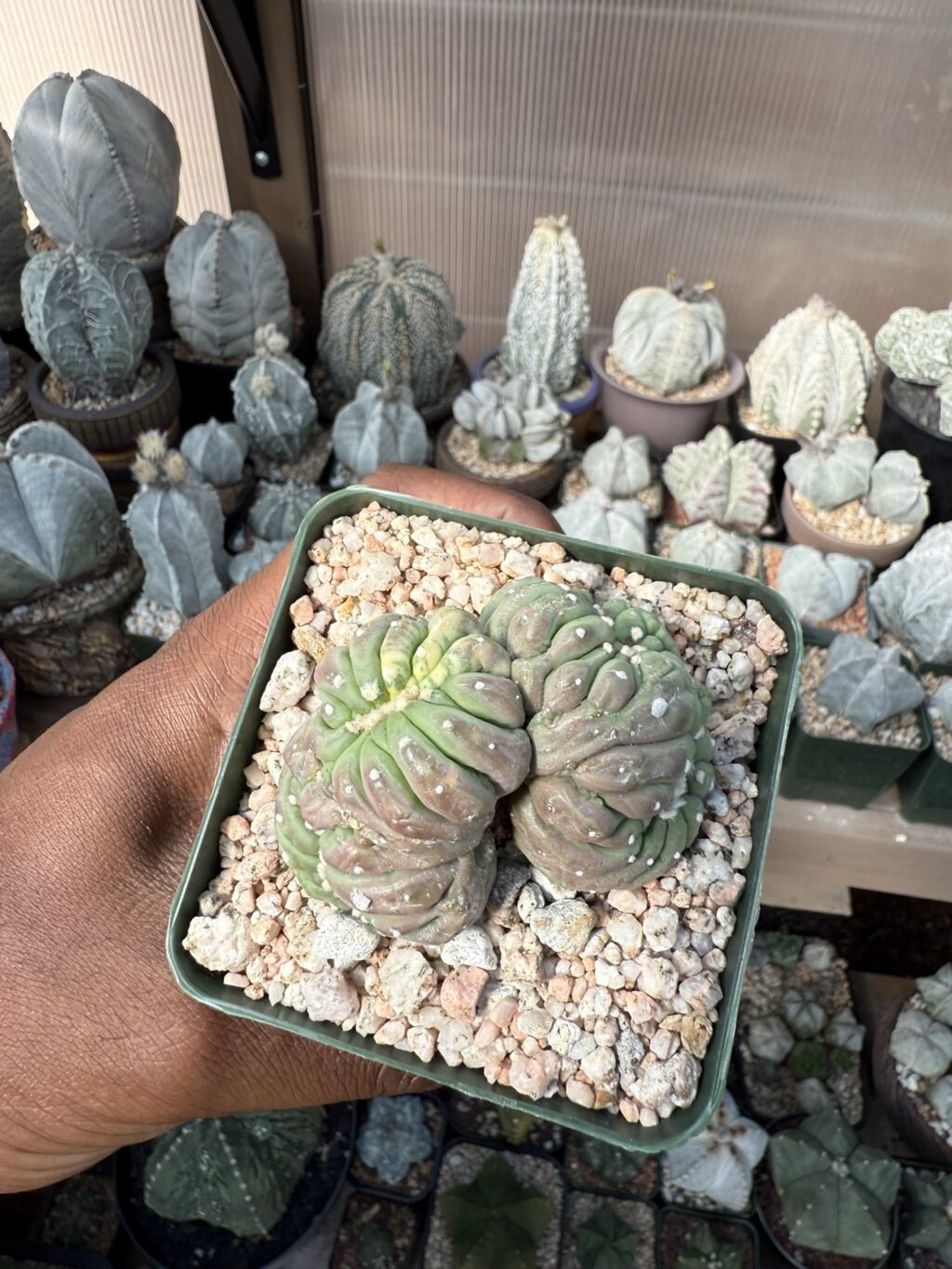 Astrophytum asterias cv. Kikko cristata Variegated