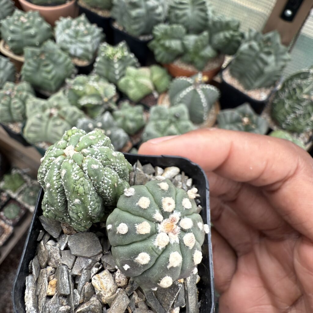 Astrophytum asterias cv. Kikko Lizard Skin Bundle