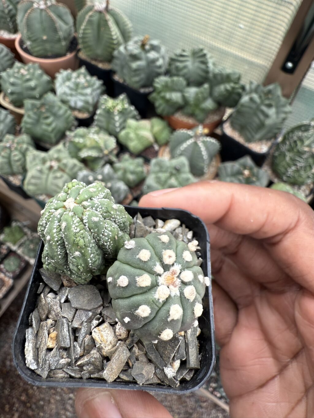 Astrophytum asterias cv. Kikko Lizard Skin Bundle