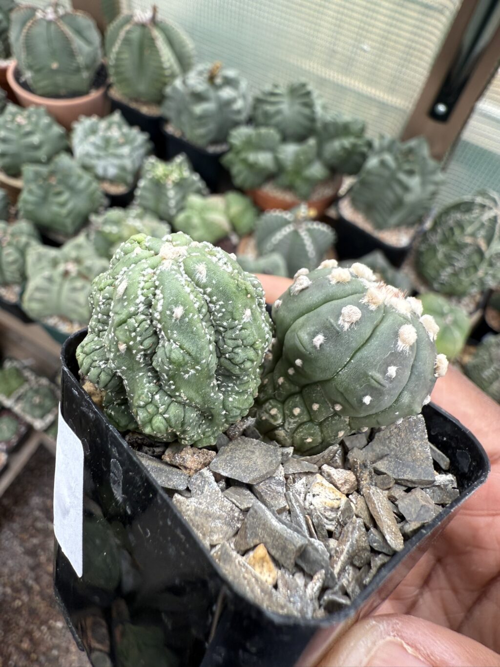 Astrophytum asterias cv. Kikko Lizard Skin Bundle - Image 2