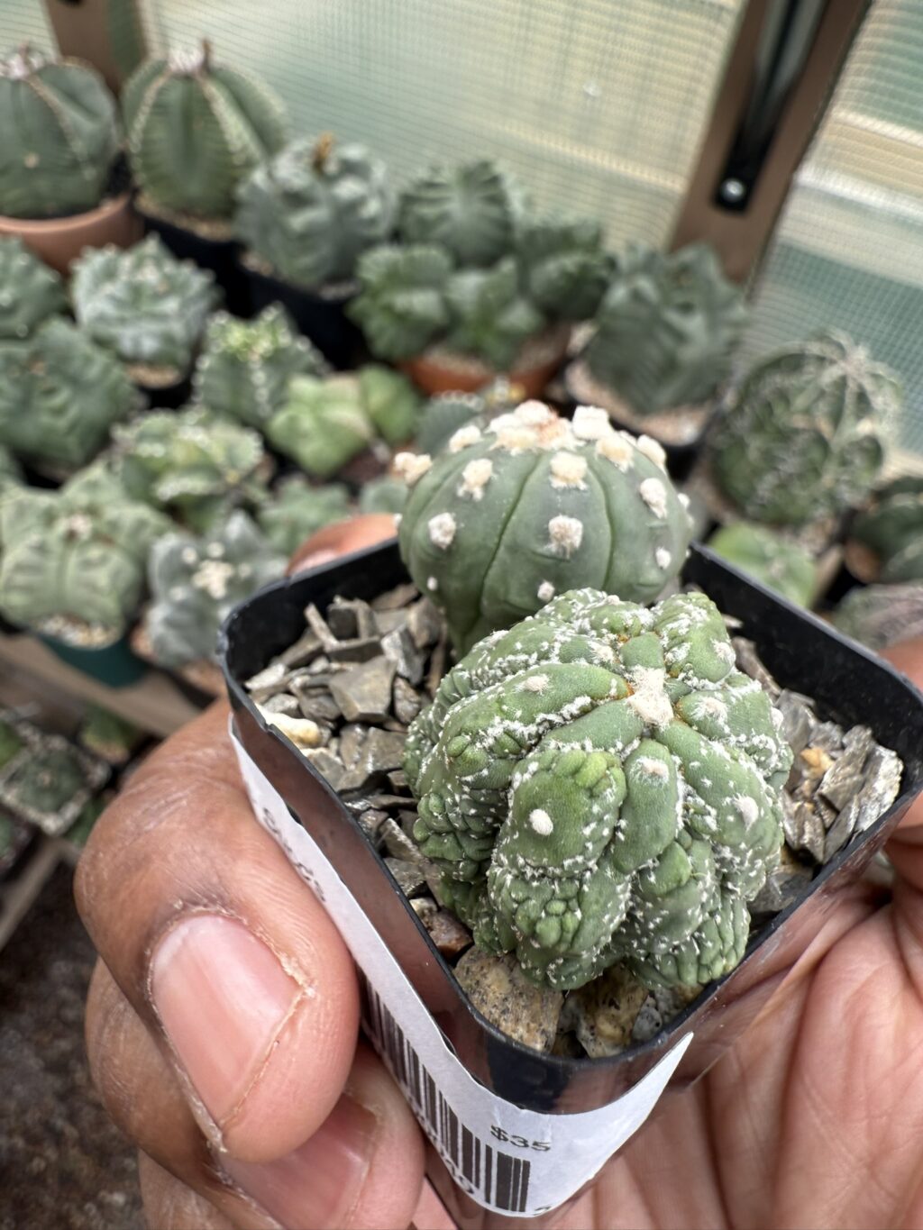 Astrophytum asterias cv. Kikko Lizard Skin Bundle - Image 3