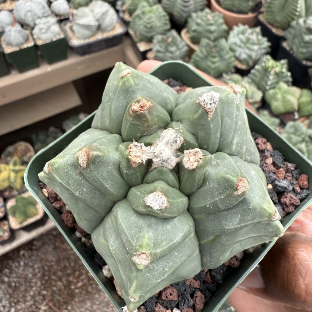 Astrophytum myriostigma cv. Kikko