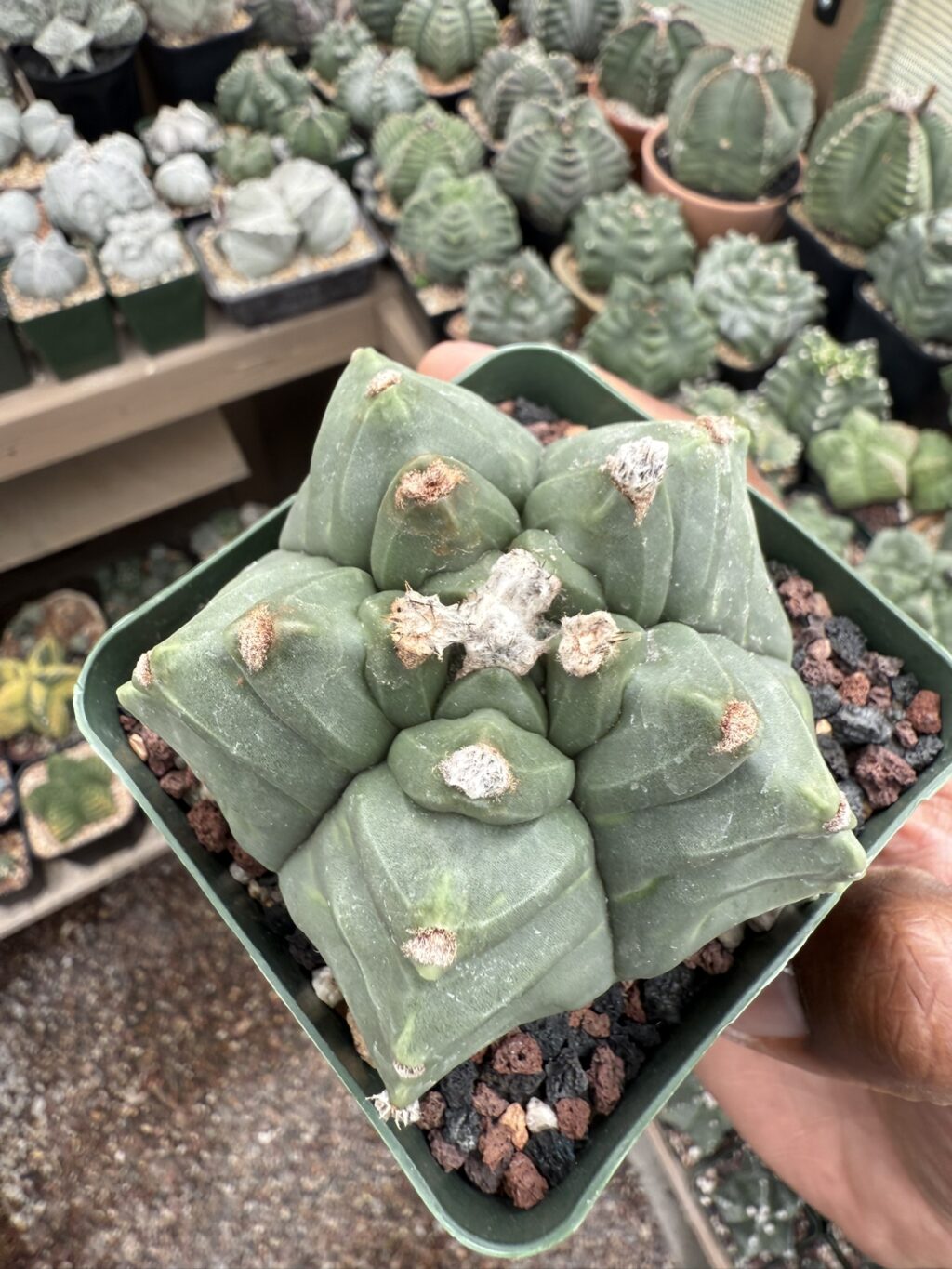 Astrophytum myriostigma cv. Kikko