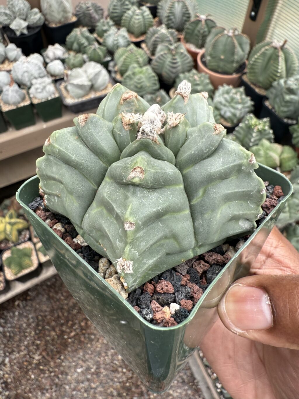 Astrophytum myriostigma cv. Kikko - Image 2
