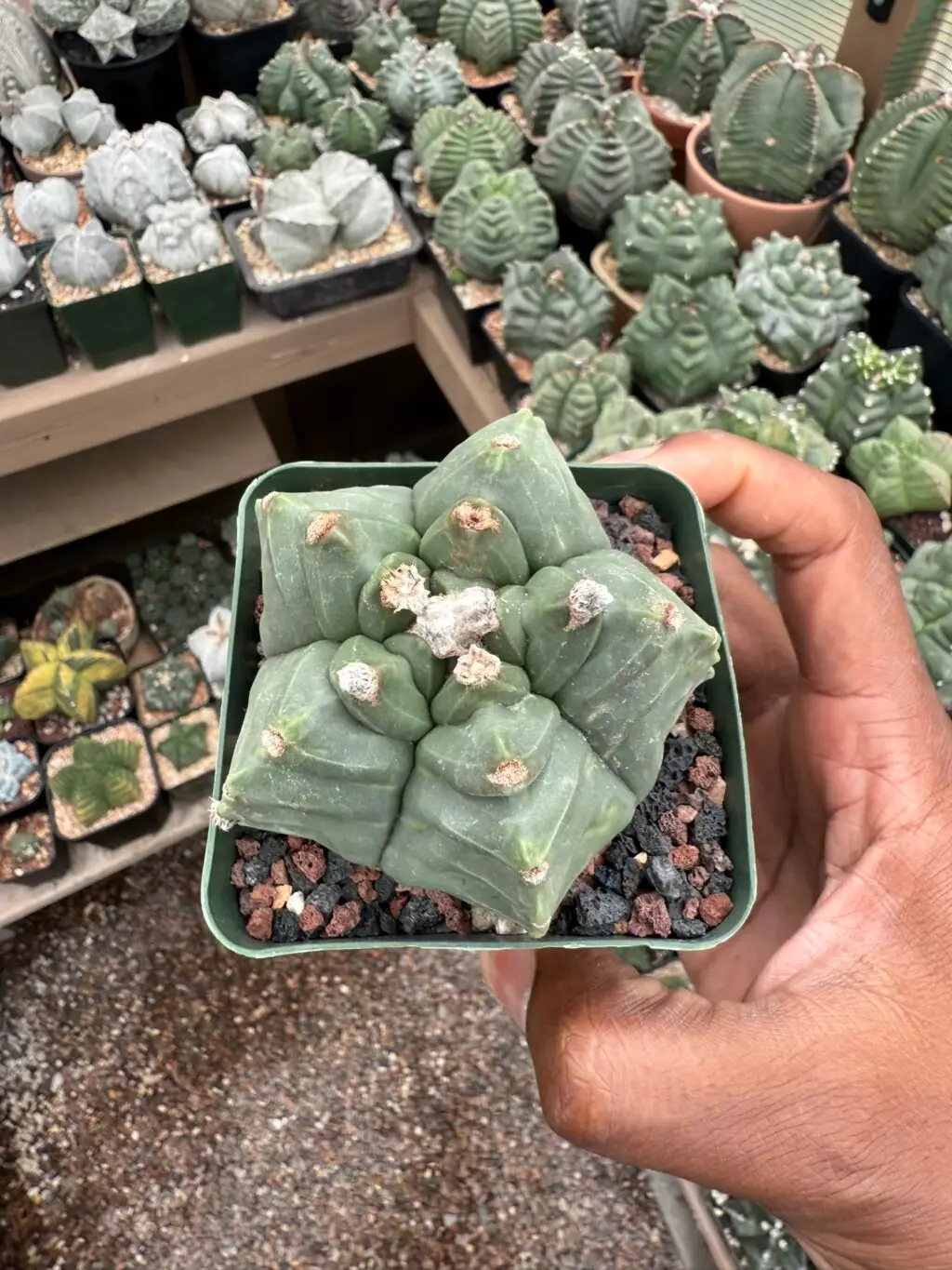Astrophytum myriostigma cv. Kikko - Image 3