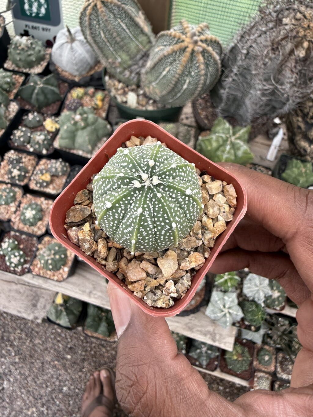 Astrophytum asterias x coahuilense - Image 3