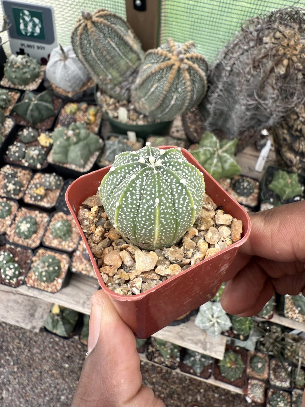 Astrophytum asterias x coahuilense - Image 2