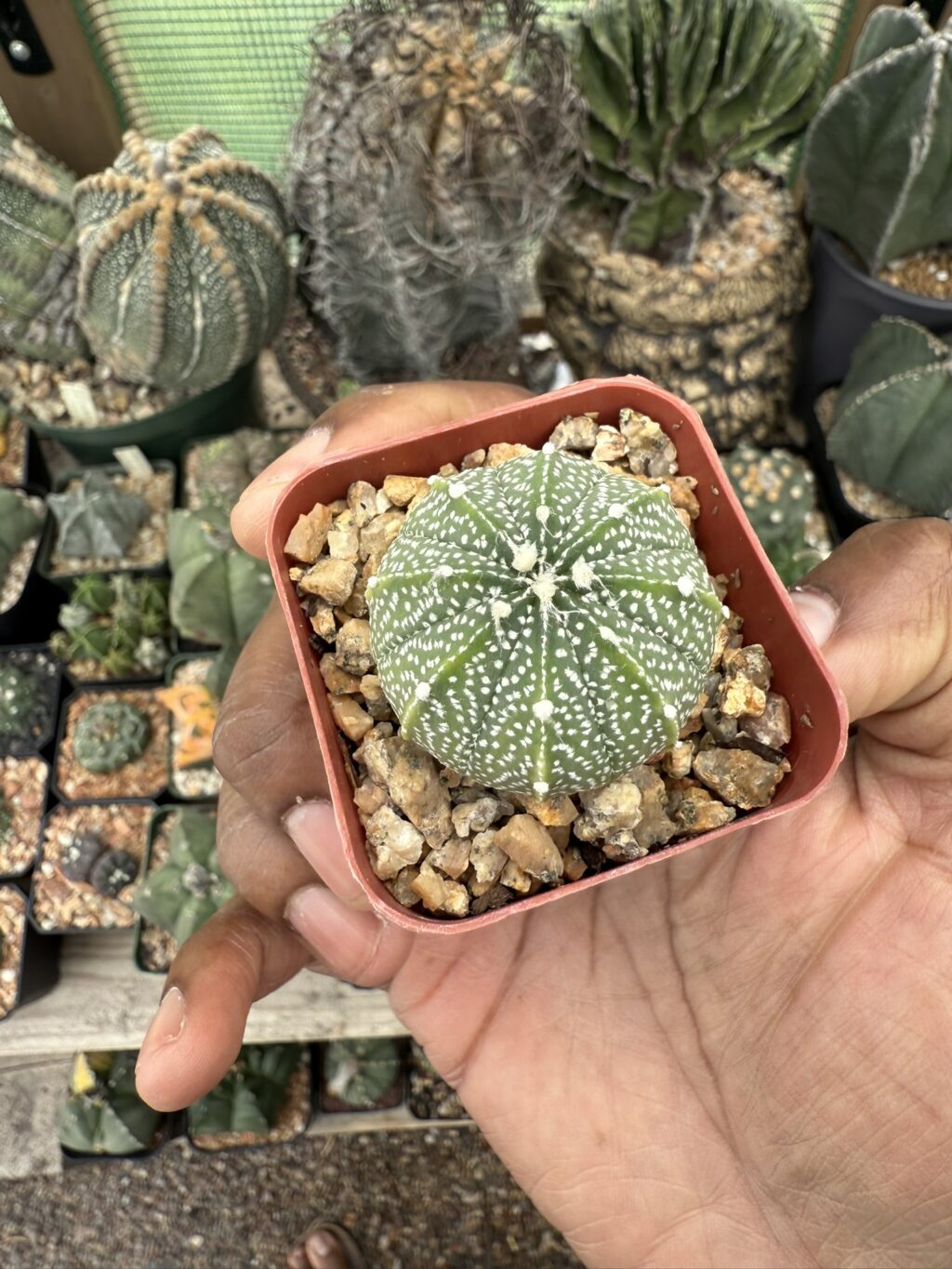 Astrophytum asterias x coahuilense