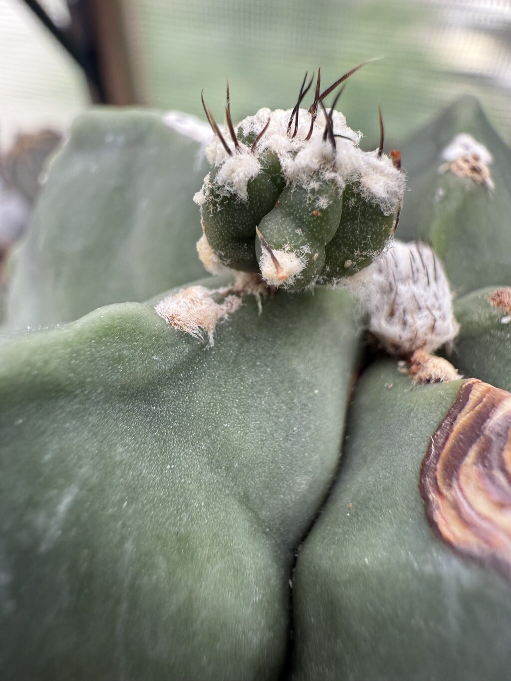 Astrophytum myriostigma cv. Fukuryu - Image 3
