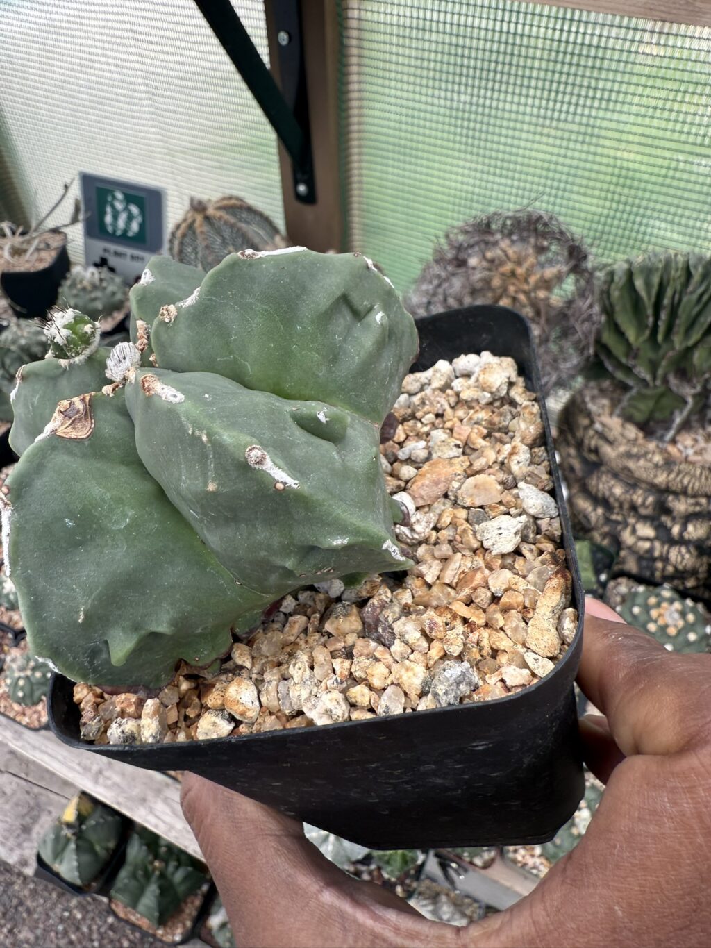 Astrophytum myriostigma cv. Fukuryu - Image 2