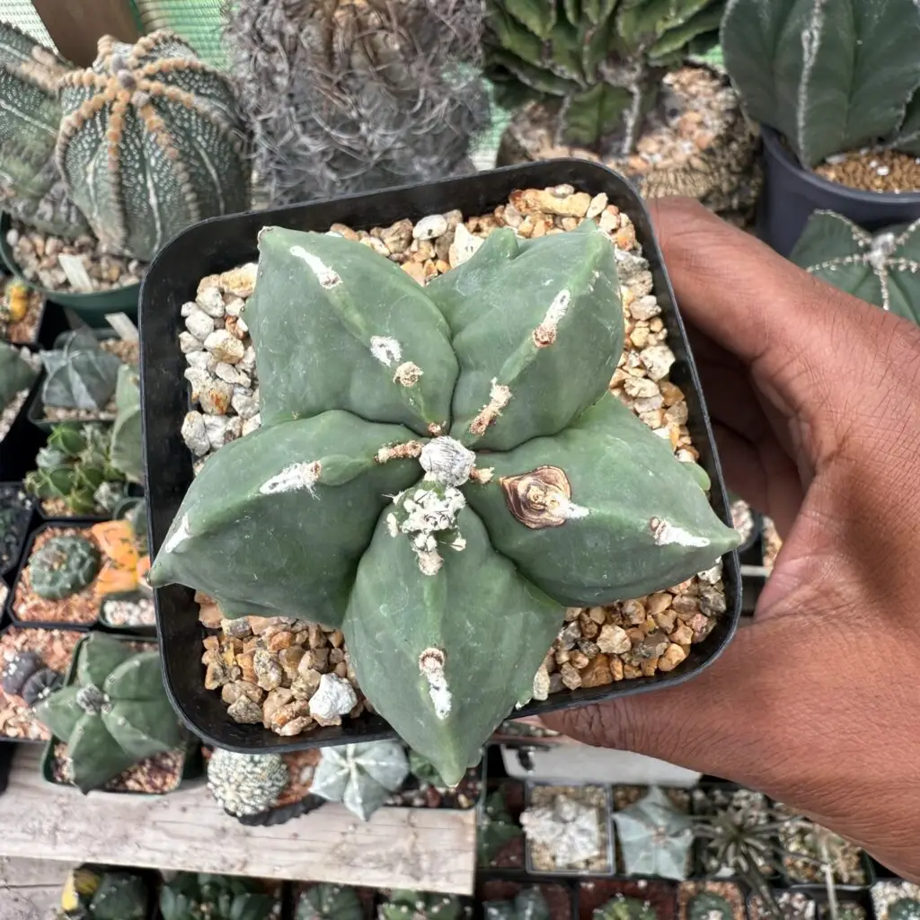 Astrophytum myriostigma cv. Fukuryu