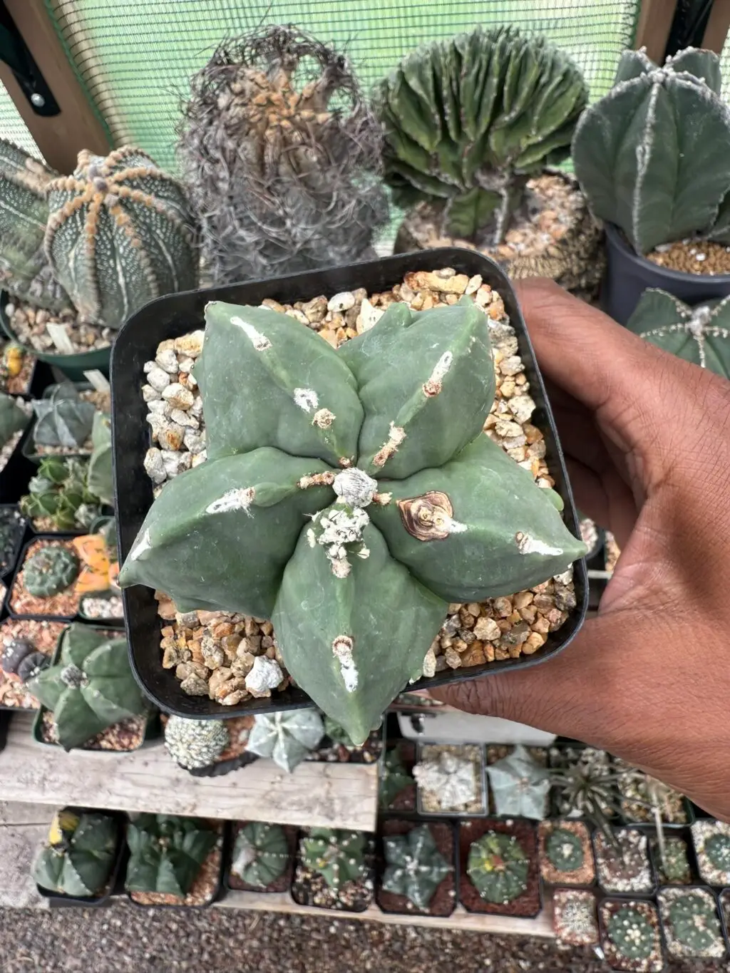 Astrophytum myriostigma cv. Fukuryu