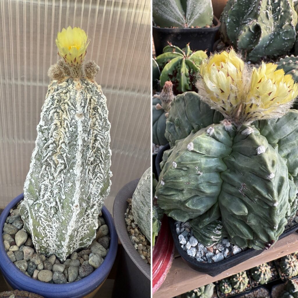 Astrophytum myriostigma Fukuryu x Fukuryu “Dinosaur” 10+ Seeds
