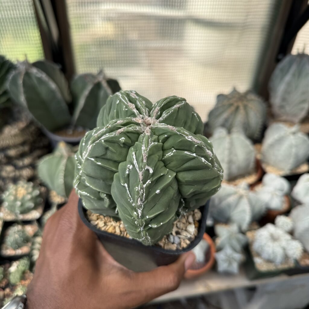 Astrophytum myriostigma Fukuryu Hakujo