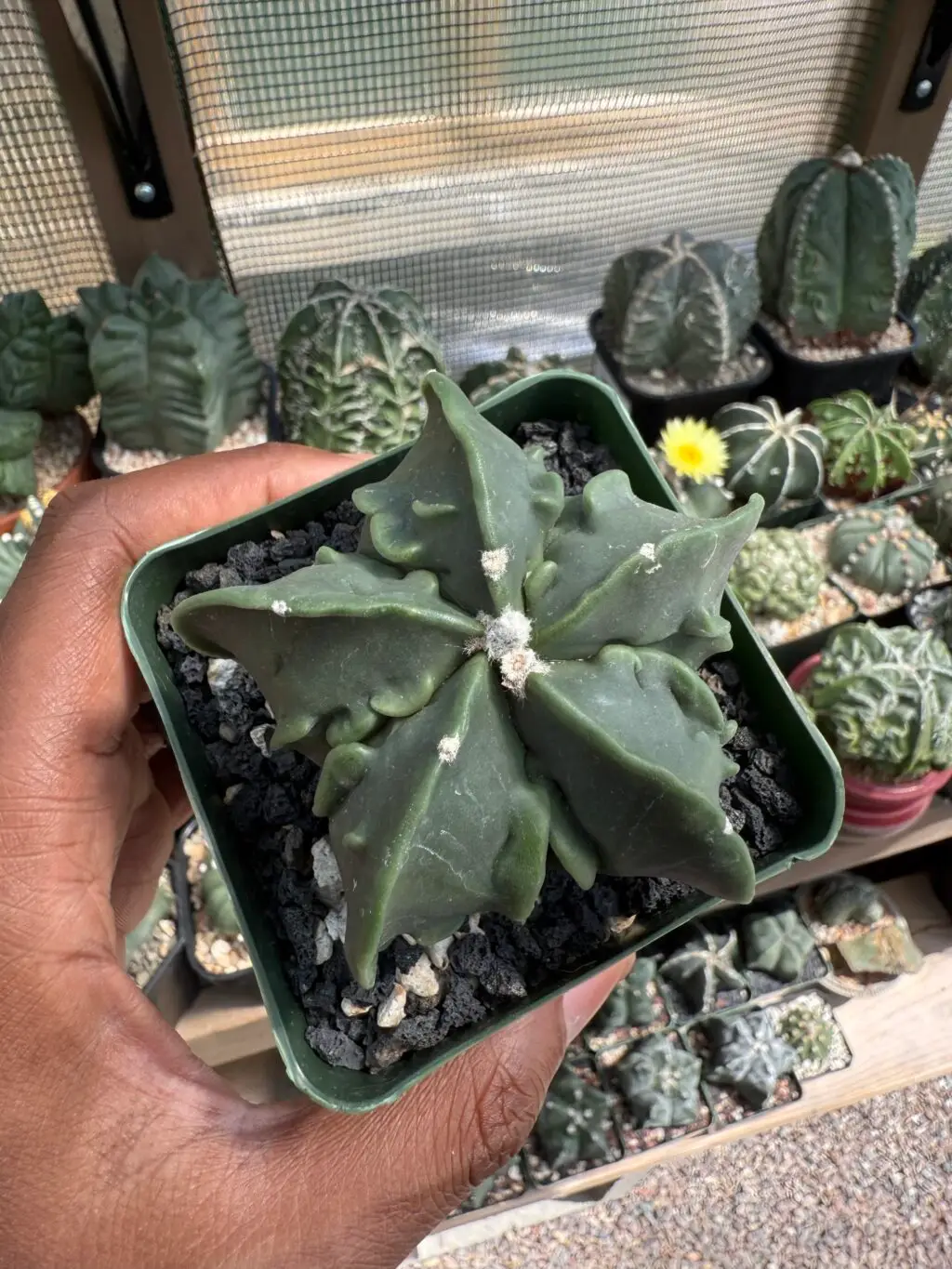 Astrophytum myriostigma Fukuryu nudum - Image 3