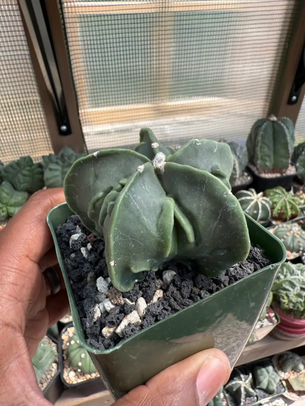 Astrophytum myriostigma Fukuryu nudum - Image 2