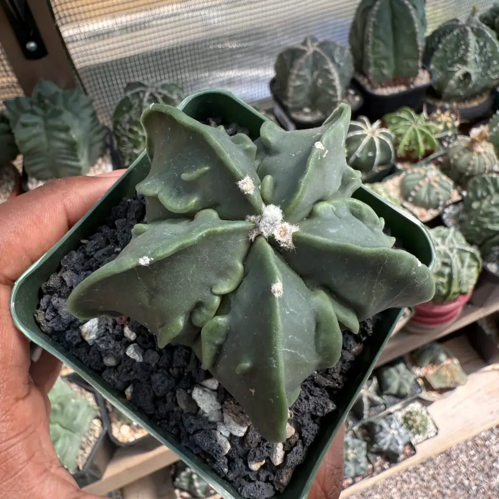 Astrophytum myriostigma Fukuryu nudum