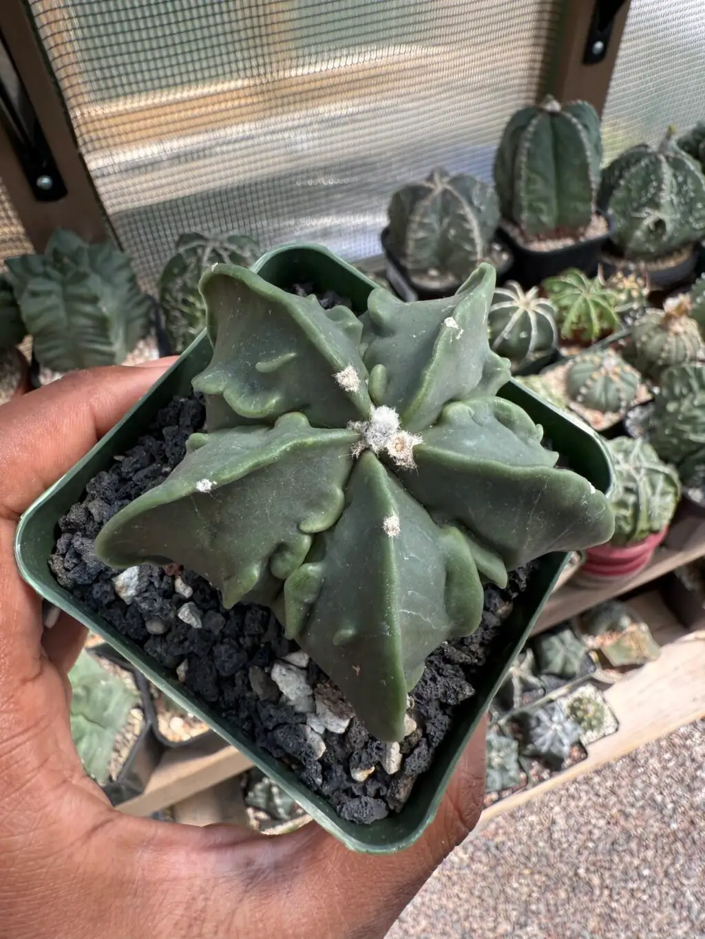Astrophytum myriostigma Fukuryu nudum