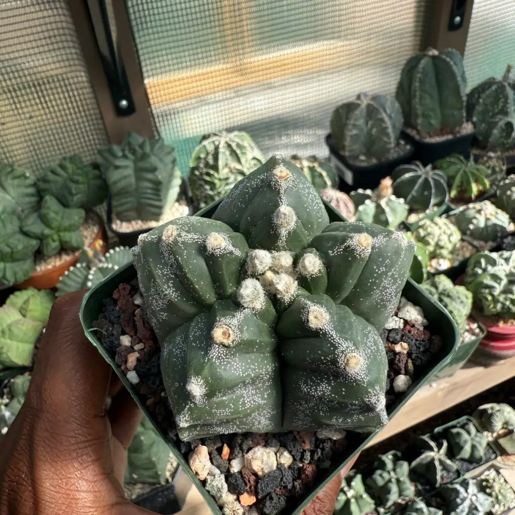 Astrophytum myriostigma cv. Kikko