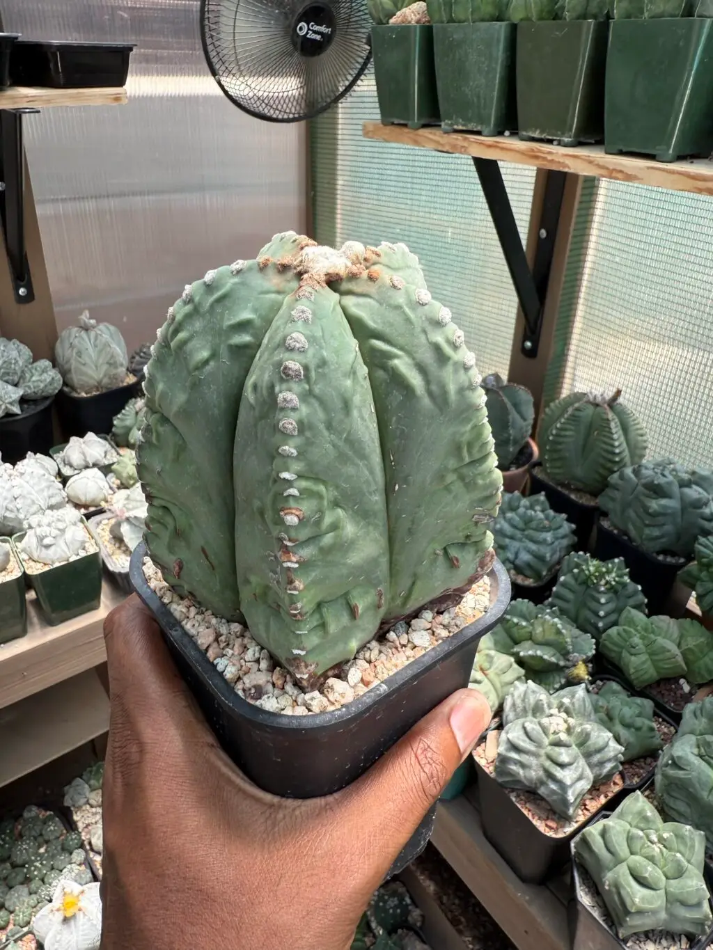 Astrophytum myriostigma Fukuryu nudum - Image 2