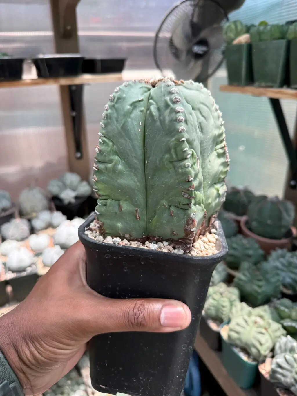 Astrophytum myriostigma Fukuryu nudum - Image 3