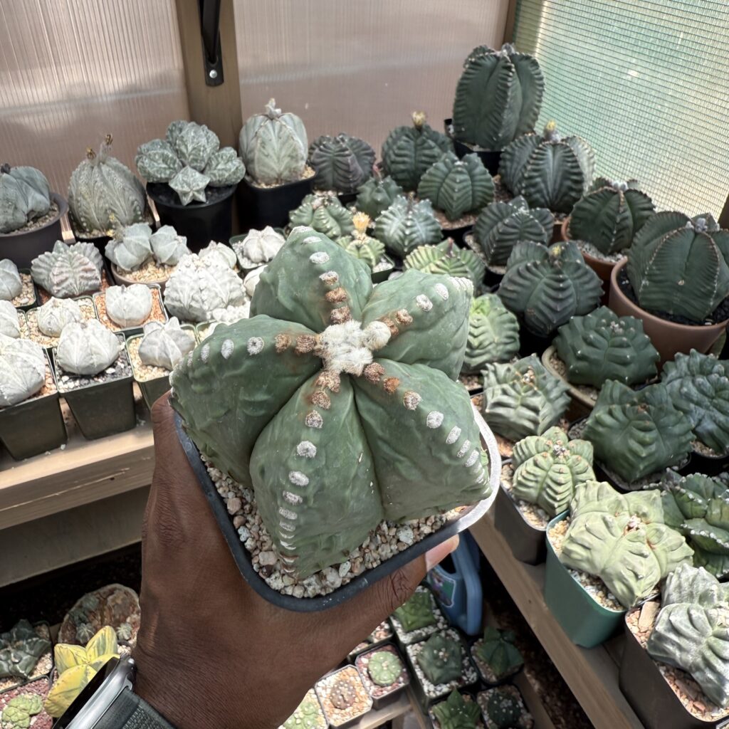 Astrophytum myriostigma Fukuryu nudum