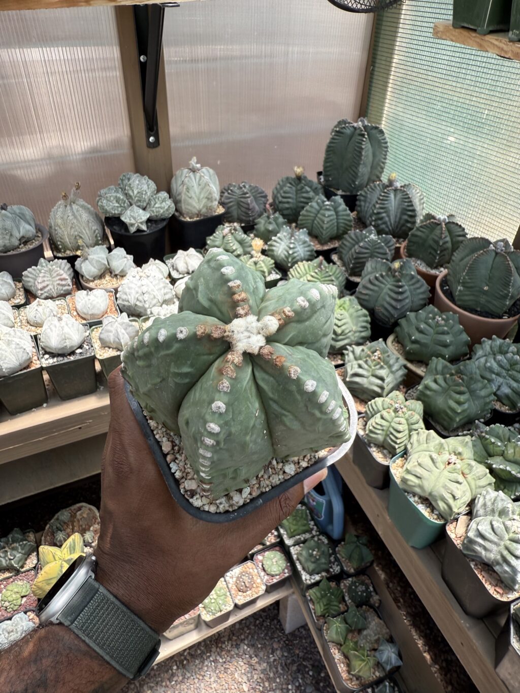 Astrophytum myriostigma Fukuryu nudum