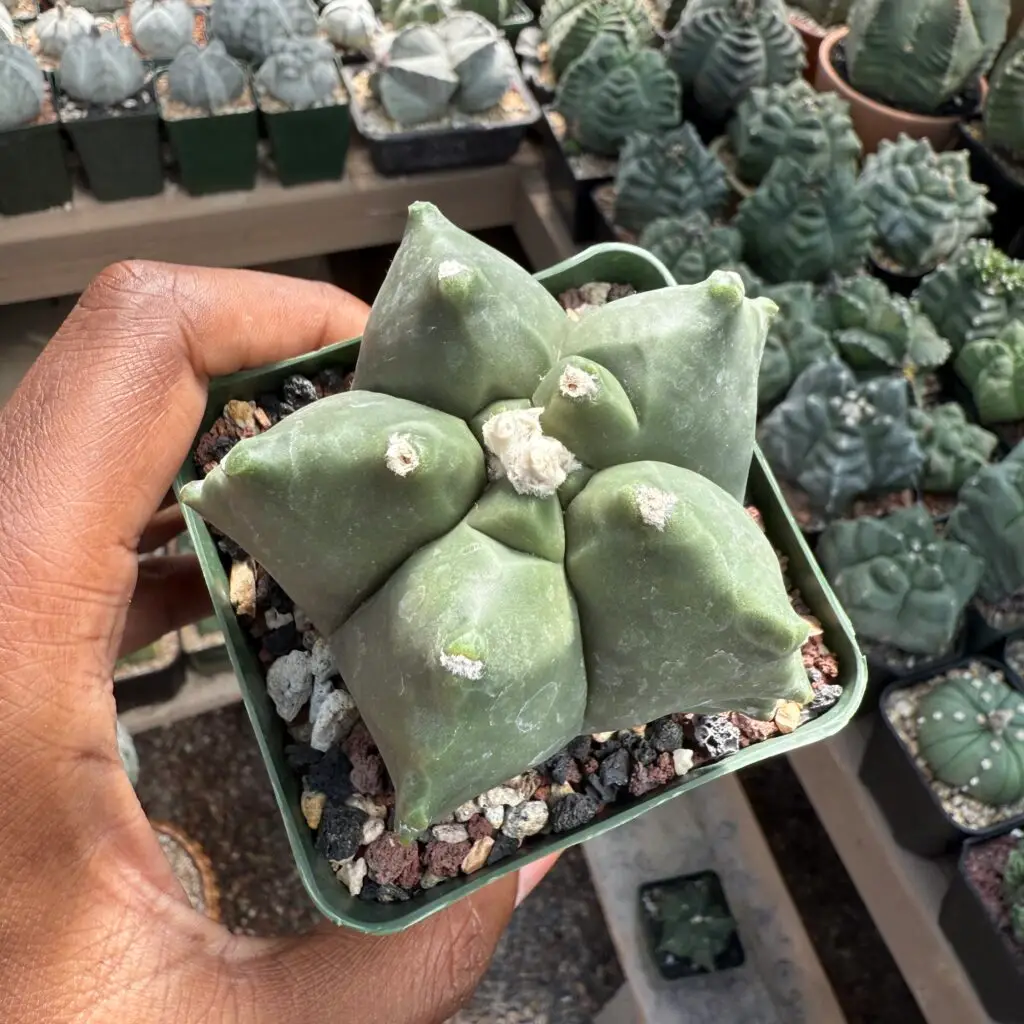Astrophytum myriostigma cv. Kikko