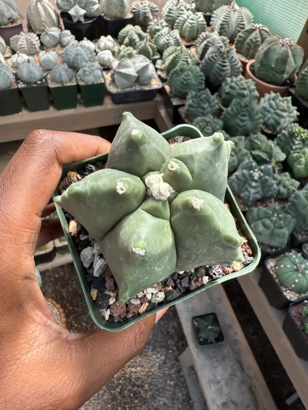 Astrophytum myriostigma cv. Kikko
