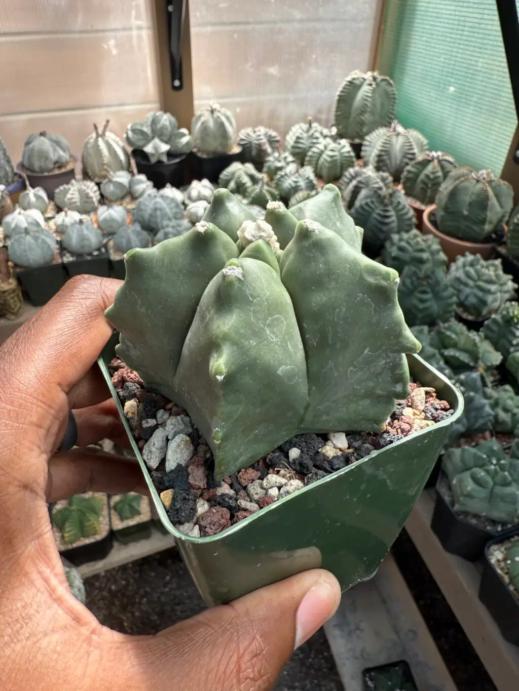 Astrophytum myriostigma cv. Kikko - Image 2