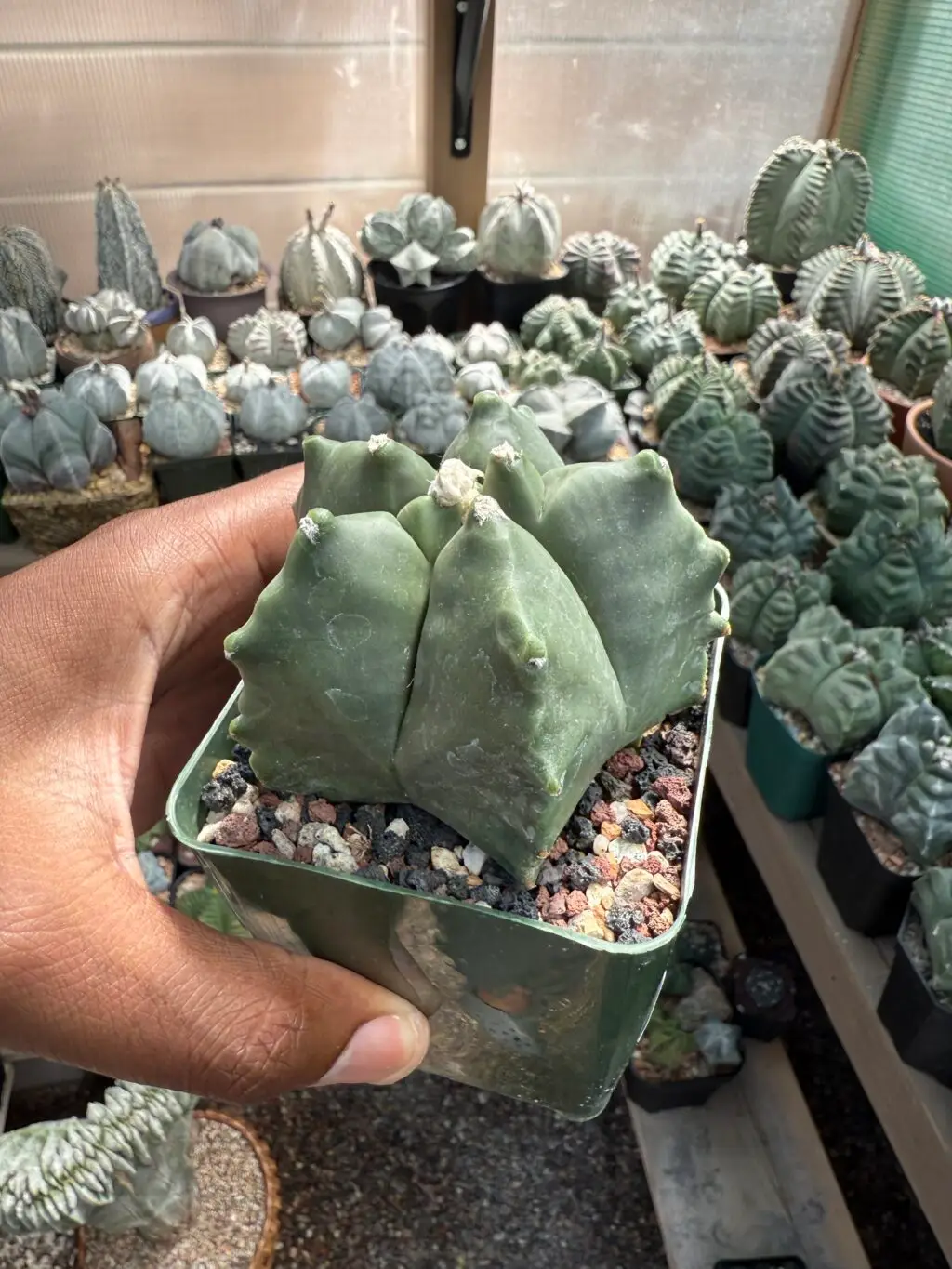 Astrophytum myriostigma cv. Kikko - Image 3