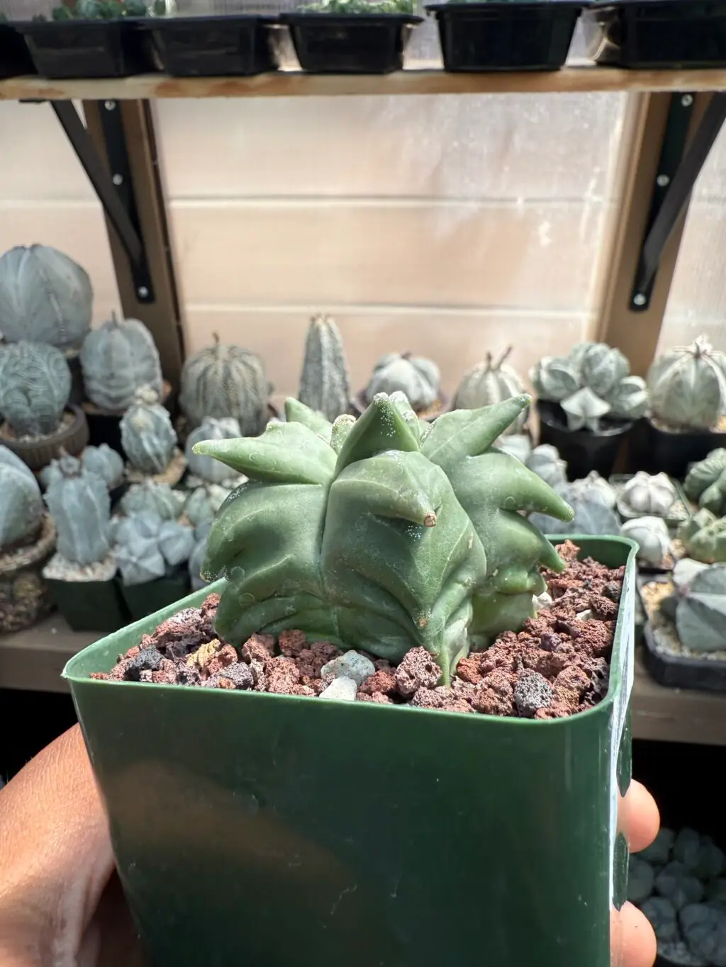 Astrophytum myriostigma “Super” Kikko - Image 2
