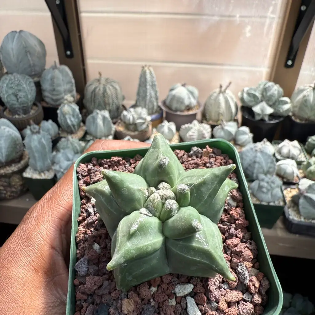 Astrophytum myriostigma “Super” Kikko