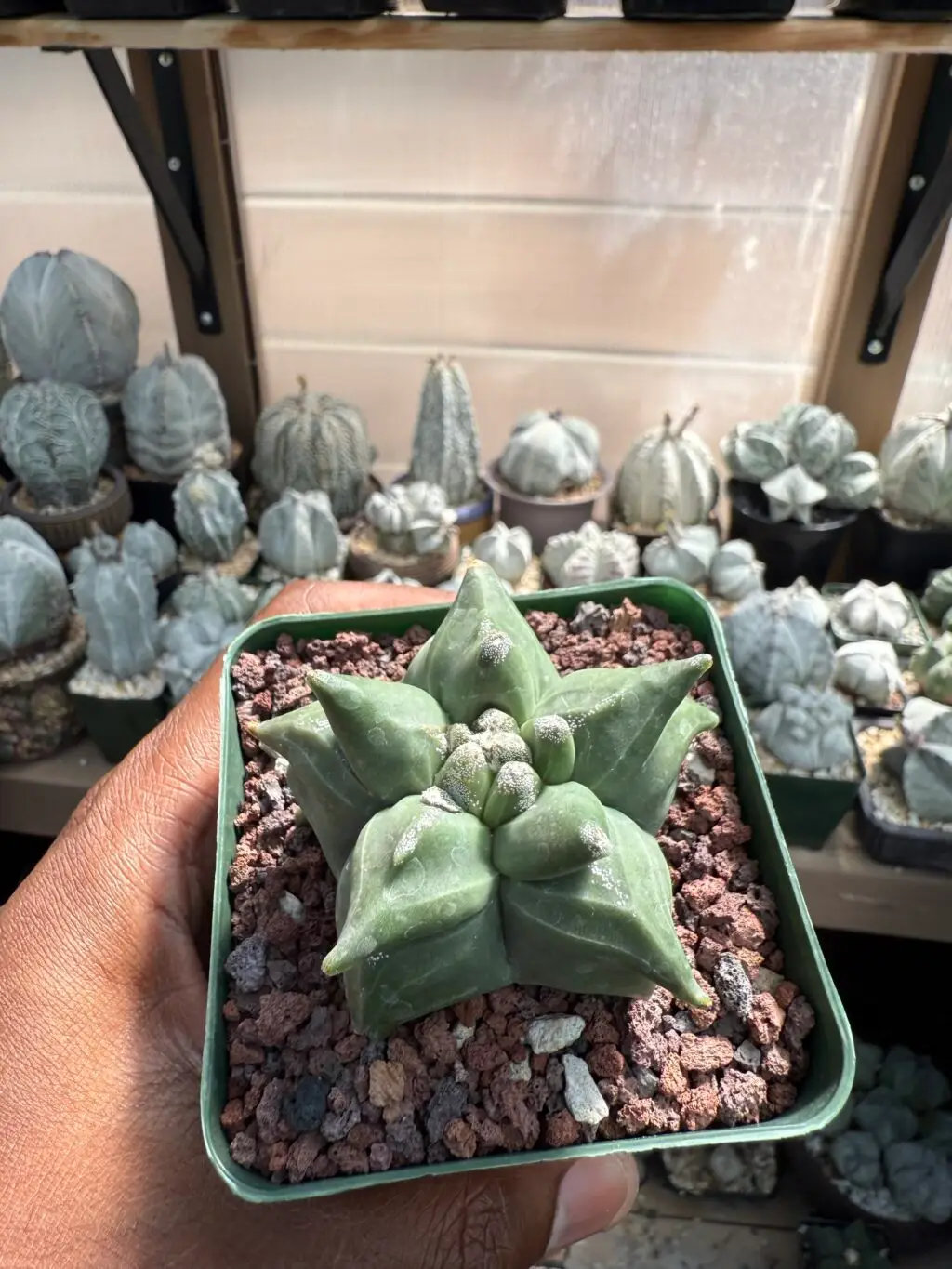 Astrophytum myriostigma “Super” Kikko