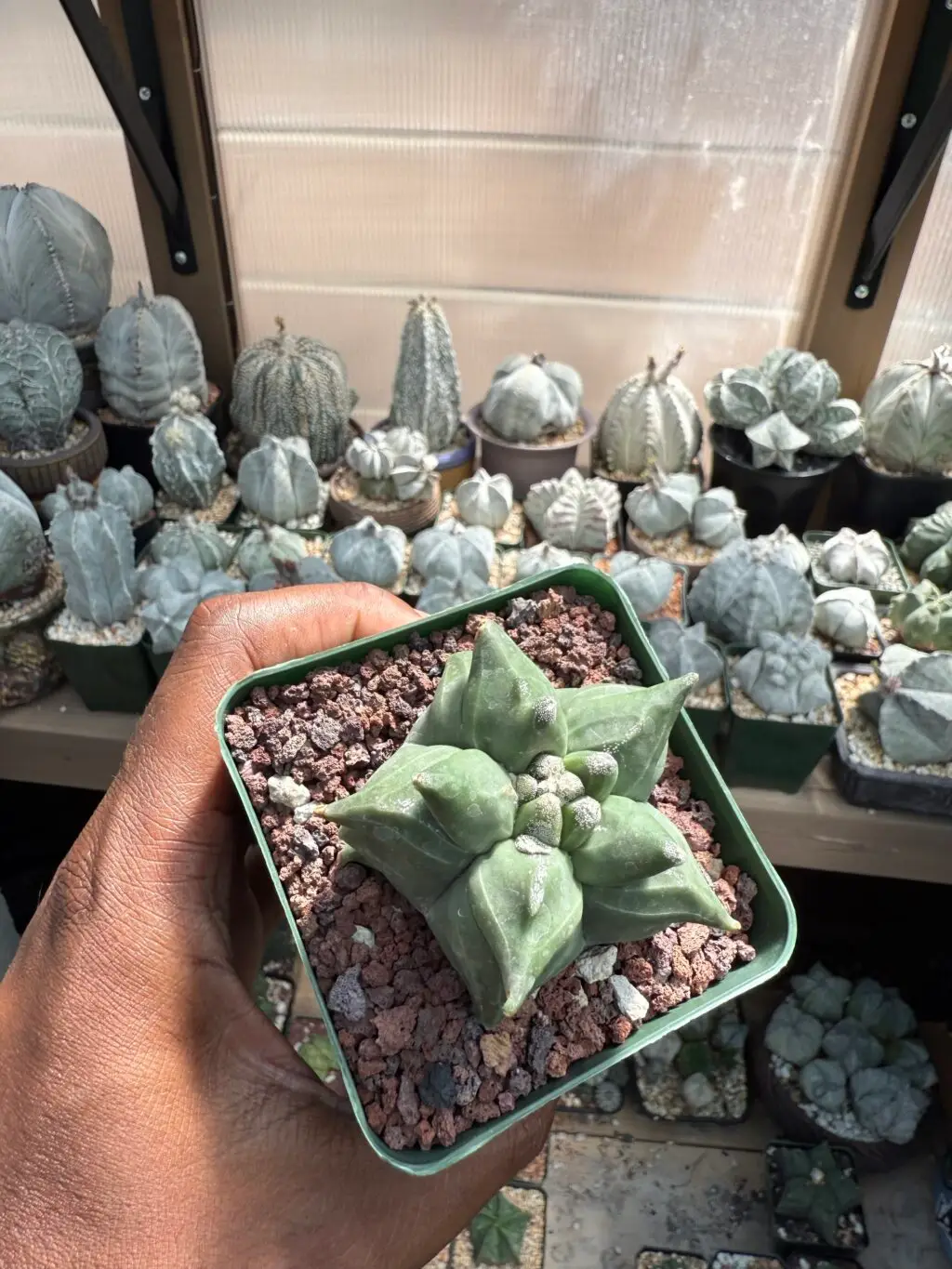 Astrophytum myriostigma “Super” Kikko - Image 3