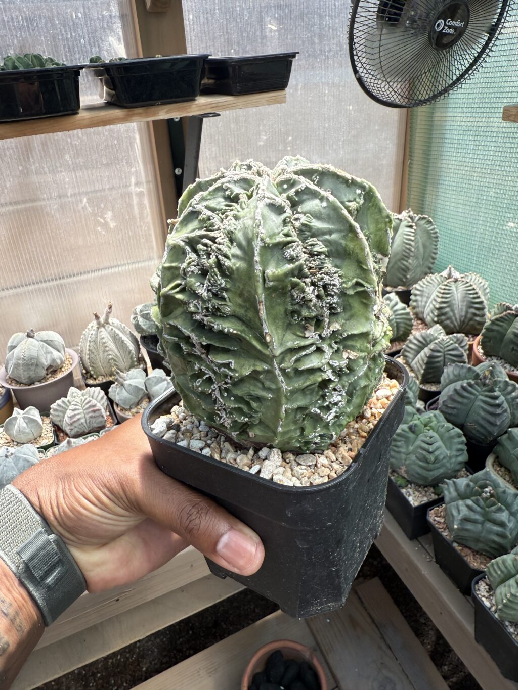 Astrophytum myriostigma Fukuryu Hakujo - Image 3