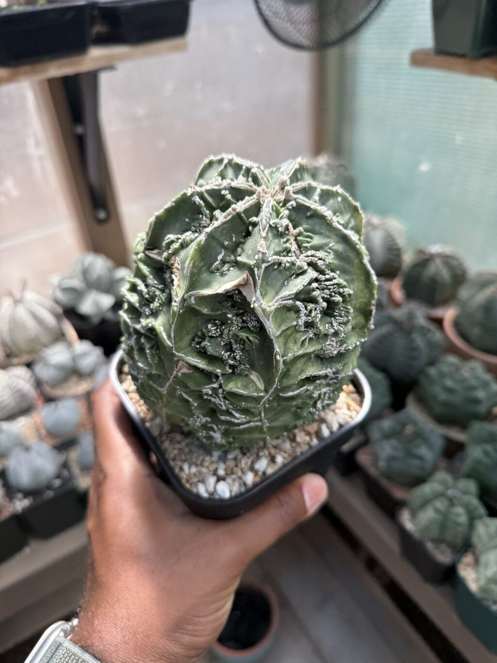 Astrophytum myriostigma Fukuryu Hakujo - Image 2