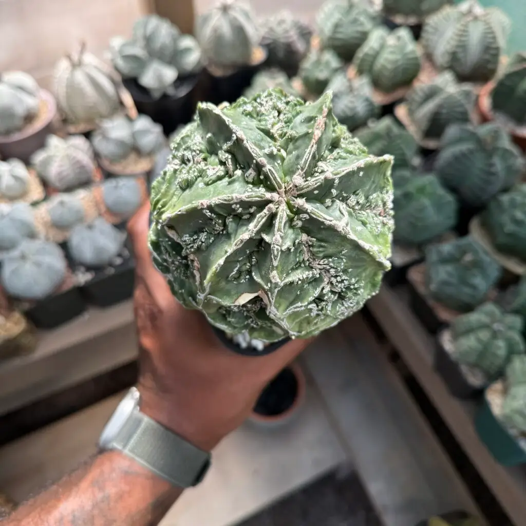 Astrophytum myriostigma Fukuryu Hakujo