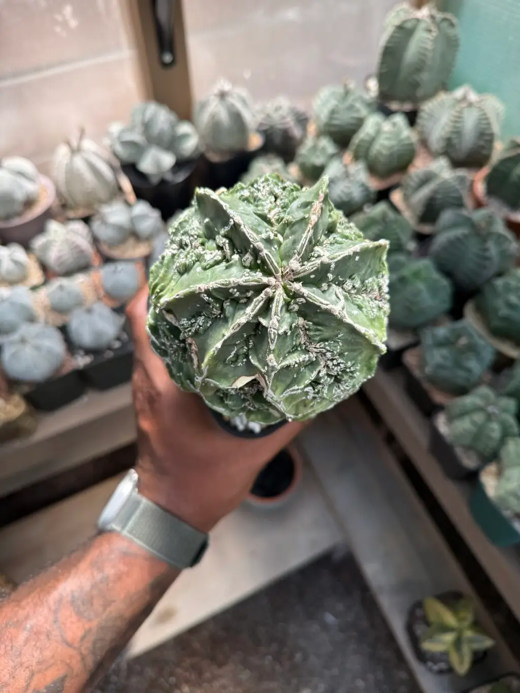 Astrophytum myriostigma Fukuryu Hakujo