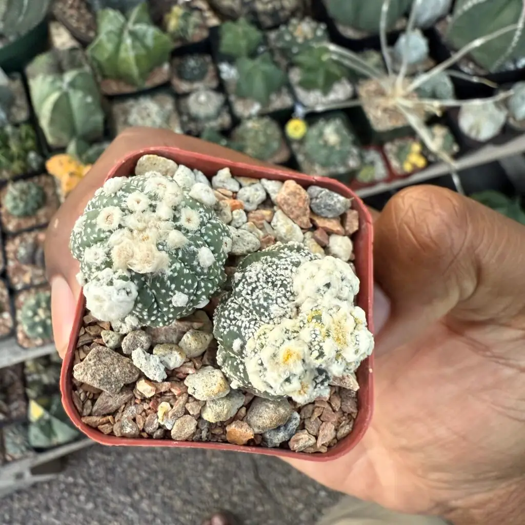 Astrophytum asterias cv. Kikko Lizard Skin Bundle