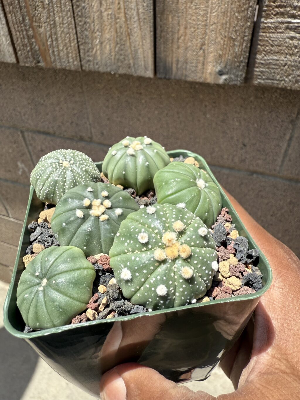 Astrophytum asterias seedling bundle - Image 2